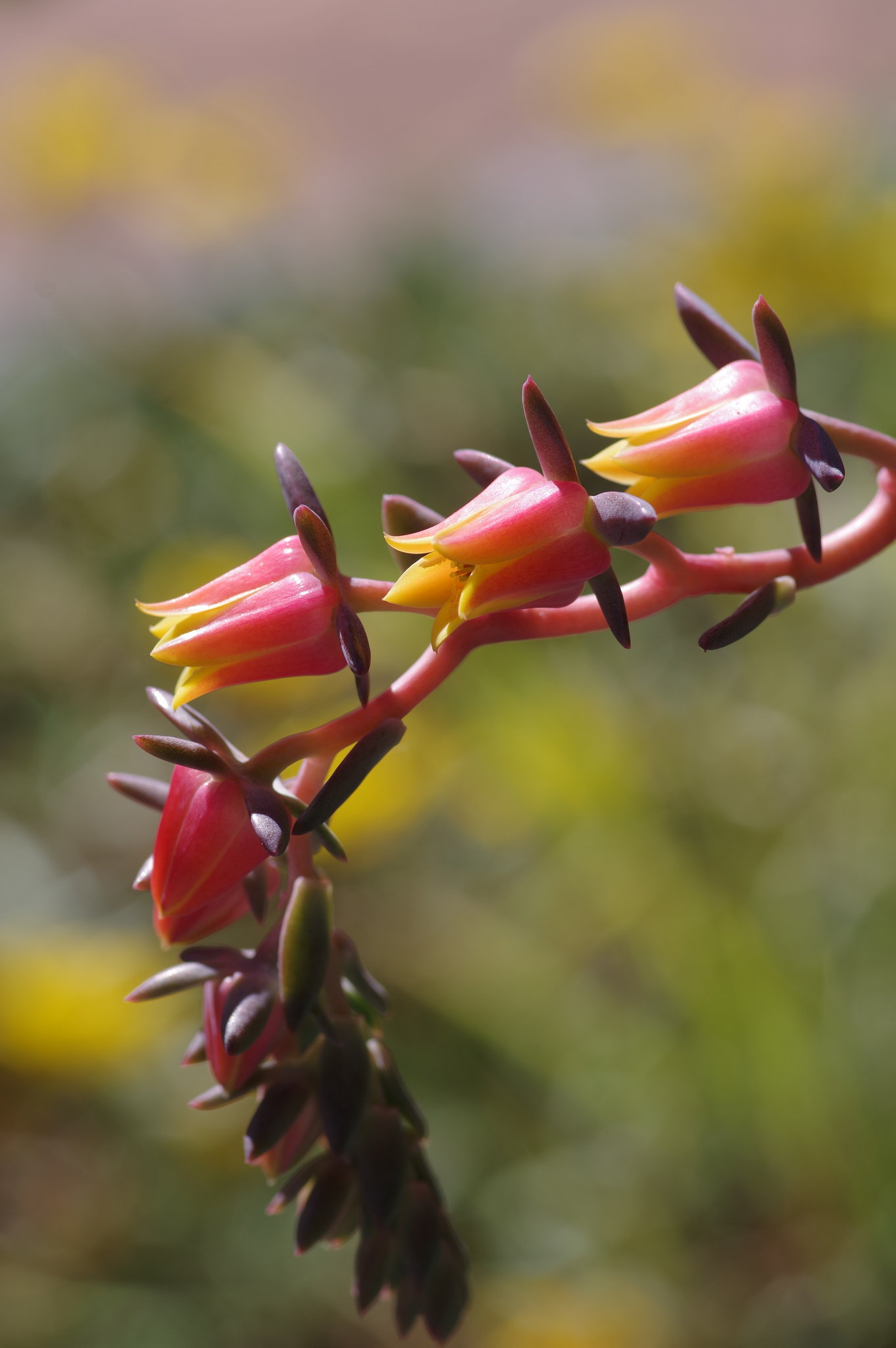 07 September 2021 49