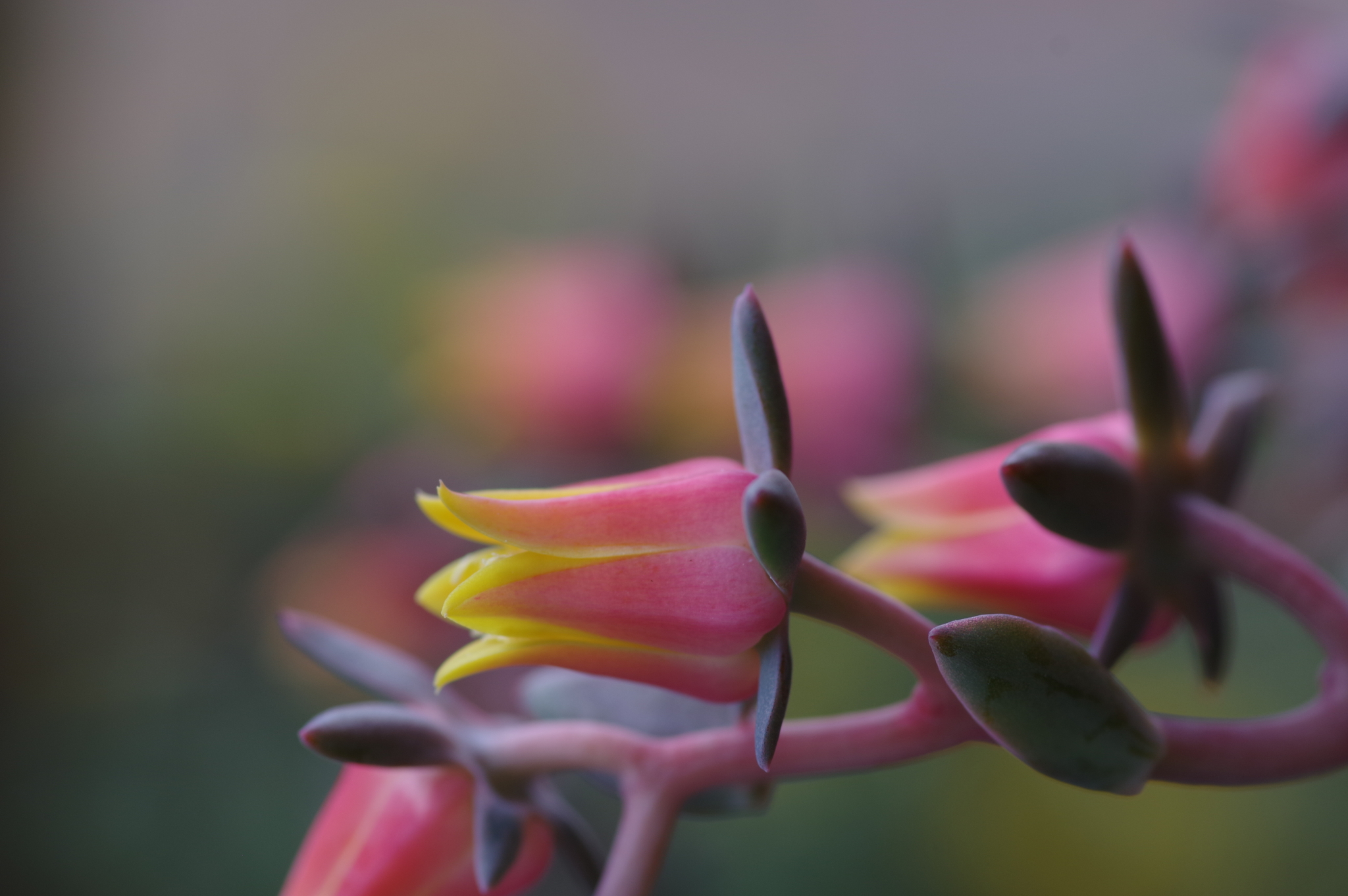 08 September 2021 52